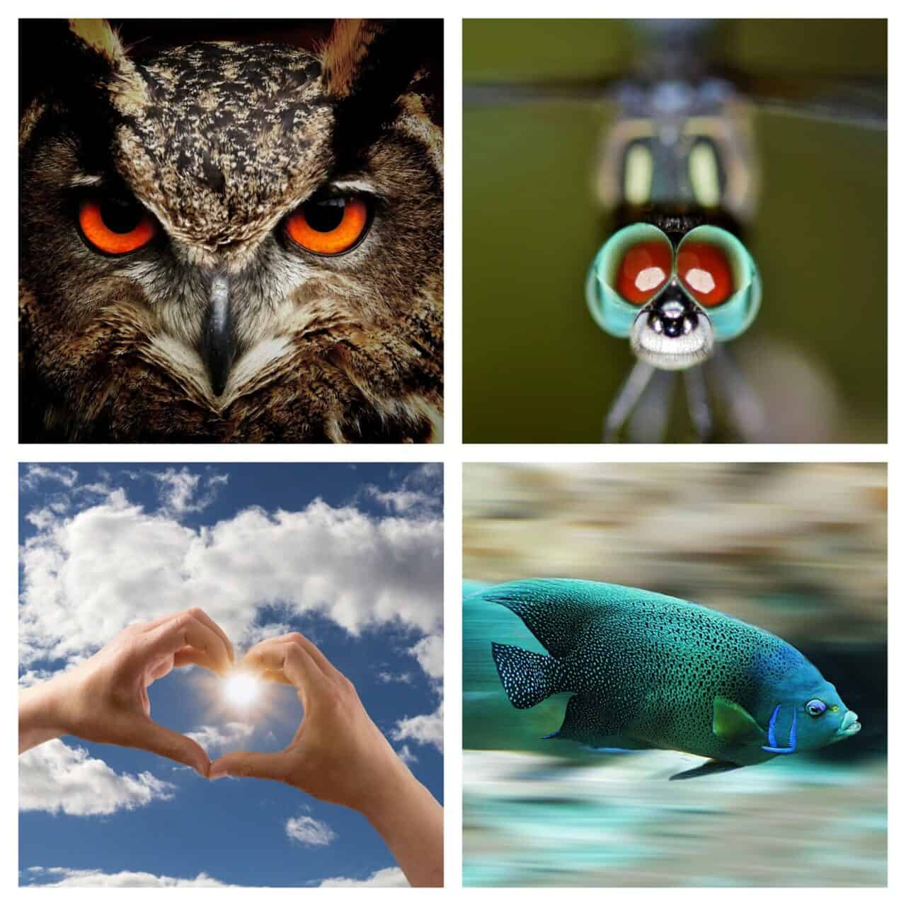 鳥の目・虫の目・魚の目・心の目